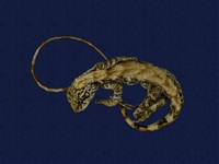 藏品(斯文豪氏攀蜥)的圖片